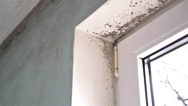 Best Office Mold Removal Services  in Chesapeake, VA