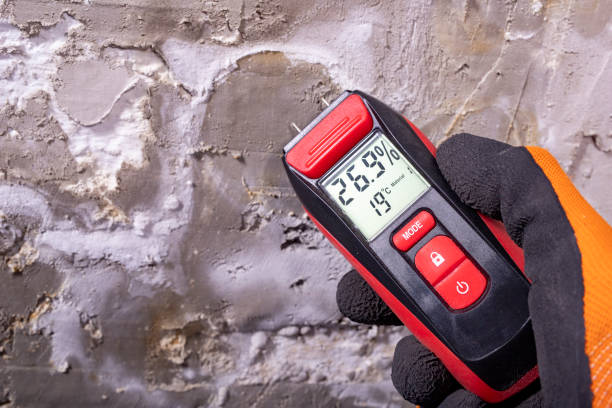 Best Affordable Mold Removal  in Chesapeake, VA