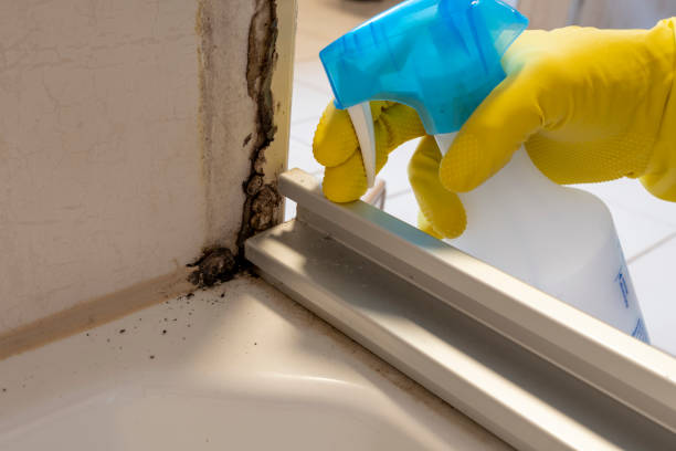 Best Professional Mold Removal  in Chesapeake, VA
