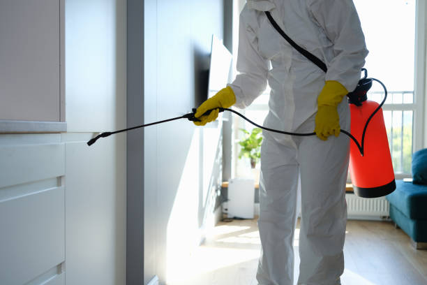 Best Attic Mold Removal  in Chesapeake, VA