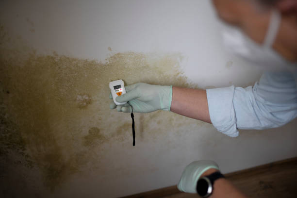 Best Mold Removal Company Near Me  in Chesapeake, VA
