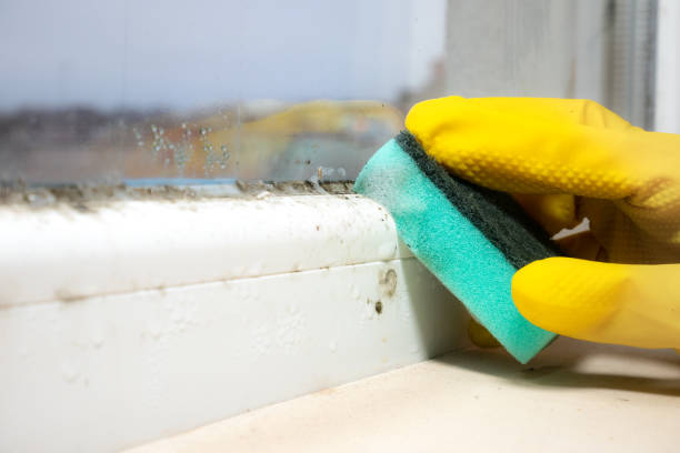 Chesapeake, VA Mold Removal Company