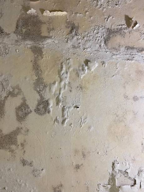 Best Fast Mold Removal  in Chesapeake, VA