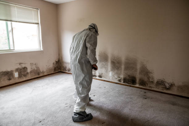 Best Mold Testing  in Chesapeake, VA
